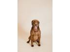 Adopt Dobie a Chocolate Labrador Retriever, Chesapeake Bay Retriever