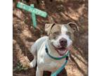 Adopt Joe Dirt a American Staffordshire Terrier