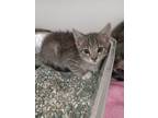 Adopt Kio a Domestic Short Hair