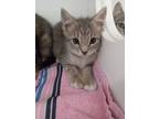 Adopt Mio a Domestic Short Hair