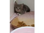 Adopt Theo a Domestic Short Hair
