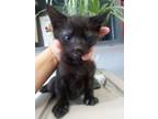 Adopt Casper a Domestic Short Hair