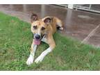 Adopt Alvin a Mixed Breed