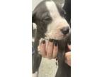 Adopt 56338873 a Boxer, Mixed Breed