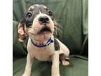 Adopt 56338871 a Boxer, Mixed Breed