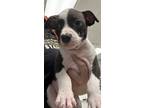 Adopt 56338877 a Boxer, Mixed Breed