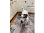 Adopt Tac a Parson Russell Terrier