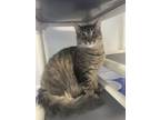Adopt Popeye a Maine Coon