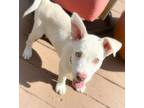 Adopt Casper a Siberian Husky