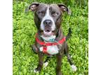 Adopt Marc a Pit Bull Terrier, Mixed Breed