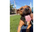 Adopt Chulo a Black Mouth Cur, Mixed Breed