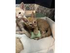Adopt John a Domestic Short Hair, Tabby
