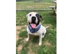 Adopt Chase a Pit Bull Terrier, Mastiff