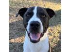 Adopt Topper a Terrier