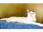 Adopt Lima Bean a Domestic Short Hair