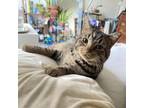 Adopt Sol a Domestic Short Hair