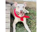 Adopt Anakin - $25 Fostered a Pit Bull Terrier, Mixed Breed
