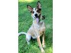 Adopt RED BRANDO a Australian Cattle Dog / Blue Heeler