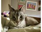Adopt Archie (Archibald) a Siamese