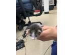 Adopt Kitten 3 a Domestic Short Hair