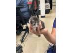 Adopt Kitten 5 a Domestic Short Hair