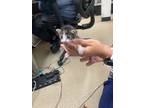 Adopt Kitten 4 a Domestic Short Hair