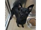 Adopt Yale a Terrier