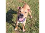 Adopt Topo a American Staffordshire Terrier, Mixed Breed