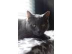 Adopt Radley a Russian Blue