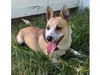 Adopt Tuts a Australian Cattle Dog / Blue Heeler, Corgi