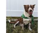 Adopt Brownie a Australian Cattle Dog / Blue Heeler, Corgi