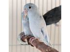 Adopt Hermes a Parrotlet