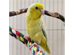 Adopt Apollo a Parrotlet