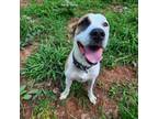 Adopt August a American Staffordshire Terrier