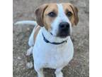 Adopt Teddy a American Staffordshire Terrier, Hound