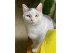 Adopt Tig a Turkish Van, Domestic Short Hair
