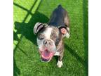 Adopt Duke *FREE ADOPTION FEE* a Boxer, Mixed Breed