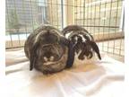 Adopt Paul Simon a American Fuzzy Lop, American
