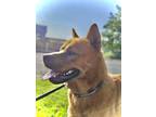 Adopt Red a Chow Chow, Mixed Breed