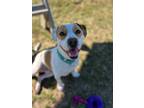 Adopt Ronald Weasley a American Staffordshire Terrier, Mixed Breed