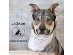 Adopt Jackson a Husky, Shepherd