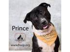 Adopt Prince a Black Labrador Retriever, Pit Bull Terrier