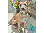 Adopt Kelo a Staffordshire Bull Terrier
