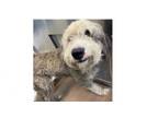Adopt Jackson a English Shepherd