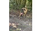 Adopt Sevro a Presa Canario