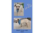 Adopt Bailey a Border Terrier