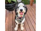 Adopt Denali a Bernese Mountain Dog, Poodle