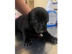 Adopt Bolt 23D-0306 a Hound