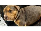 Adopt Blazer 23D-0307 a Hound