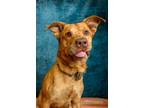 Adopt Frankie a Labrador Retriever, Pit Bull Terrier